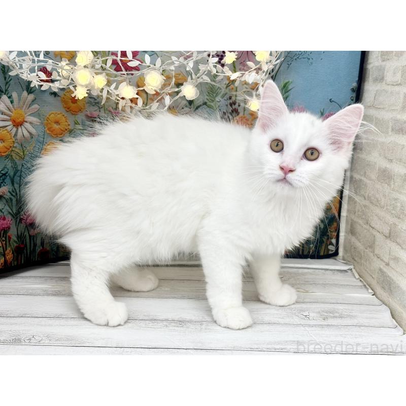 成約済の埼玉県のサイベリアン-120530の8枚目