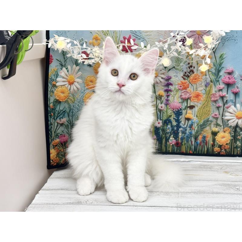 成約済の埼玉県のサイベリアン-120530の7枚目