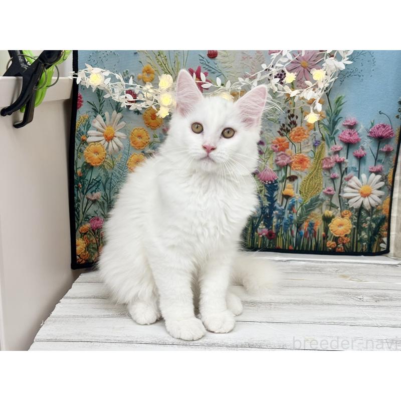 成約済の埼玉県のサイベリアン-120530の6枚目