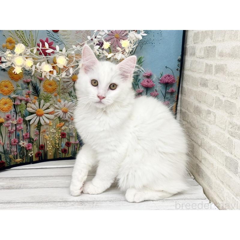 成約済の埼玉県のサイベリアン-120530の5枚目