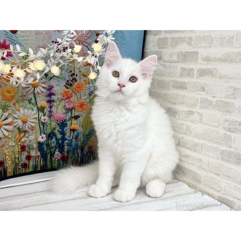 成約済の埼玉県のサイベリアン-120530の4枚目