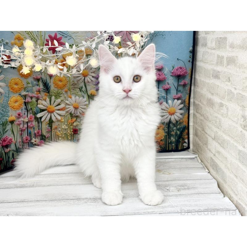 成約済の埼玉県のサイベリアン-120530の3枚目