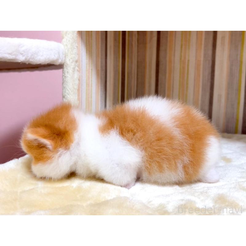 販売中の千葉県のミヌエット(短足)-125190の3枚目