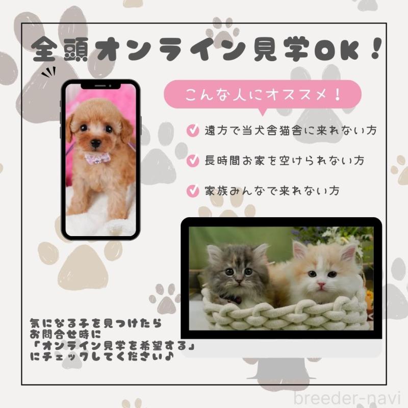 販売中の神奈川県のラグドール-125188の5枚目
