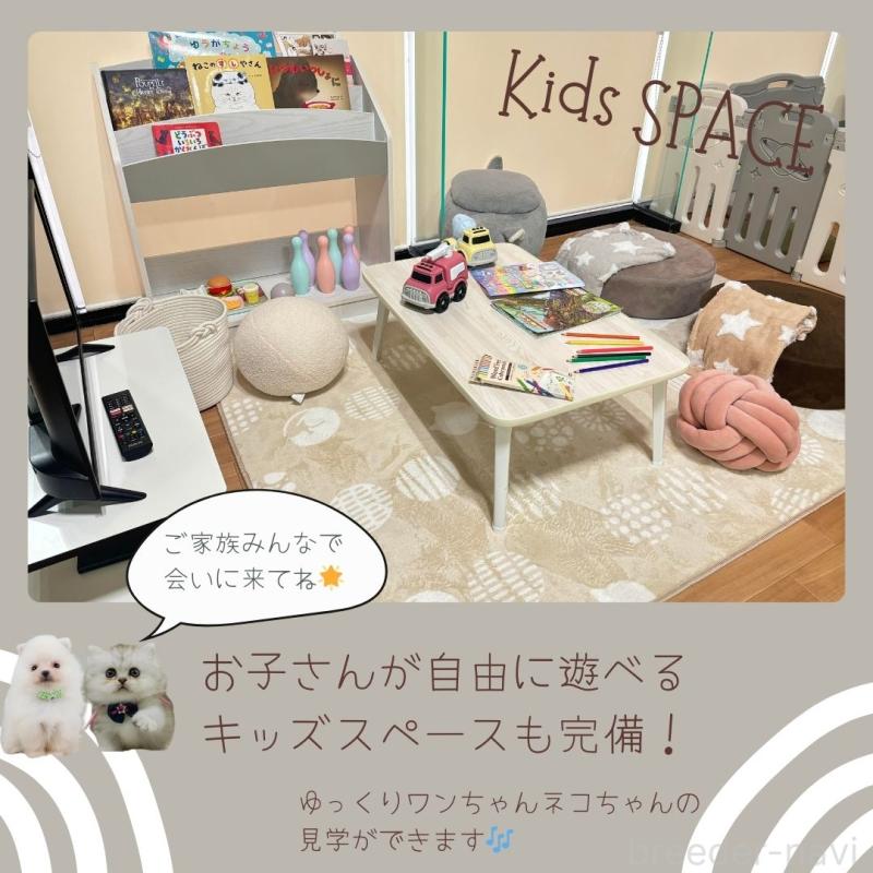 販売中の神奈川県のラグドール-125188の4枚目