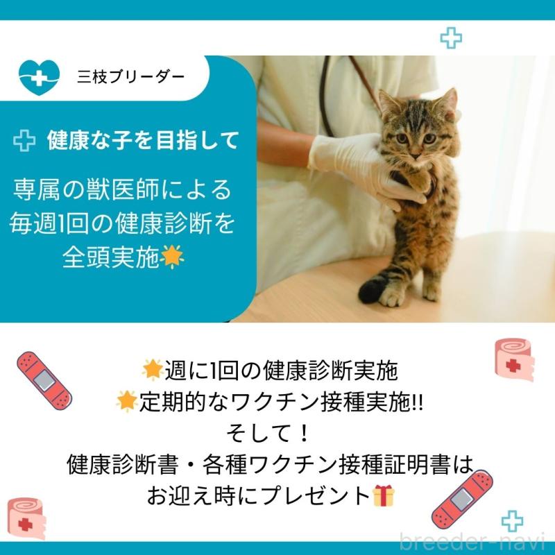 販売中の神奈川県のラグドール-125188の3枚目