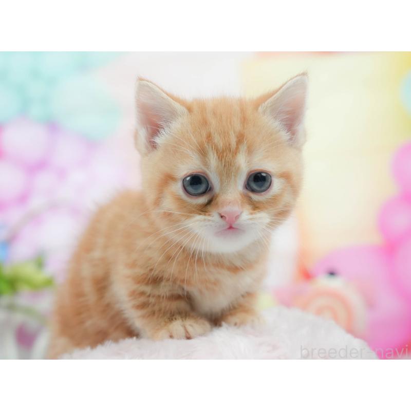 販売中の茨城県のマンチカン-125208の3枚目