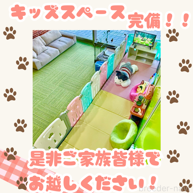 販売中の千葉県のミヌエット-125220の3枚目