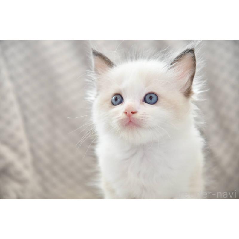 成約済の宮城県のラグドール-124244の3枚目