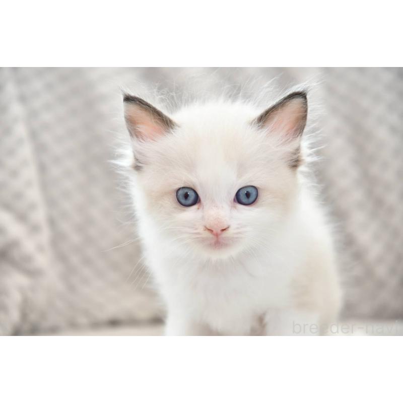 成約済の宮城県のラグドール-124244の2枚目