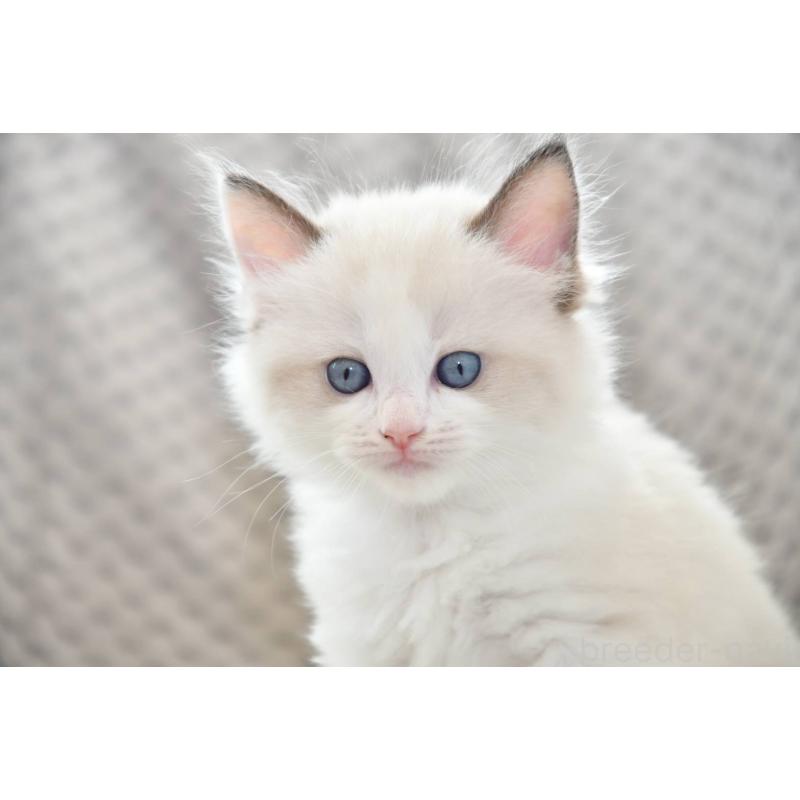 成約済の宮城県のラグドール-124243の3枚目