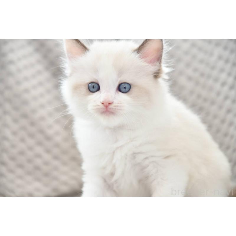 成約済の宮城県のラグドール-124243の2枚目