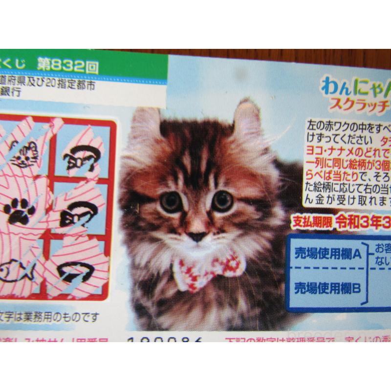 販売中の神奈川県のマンチカン-124814の3枚目