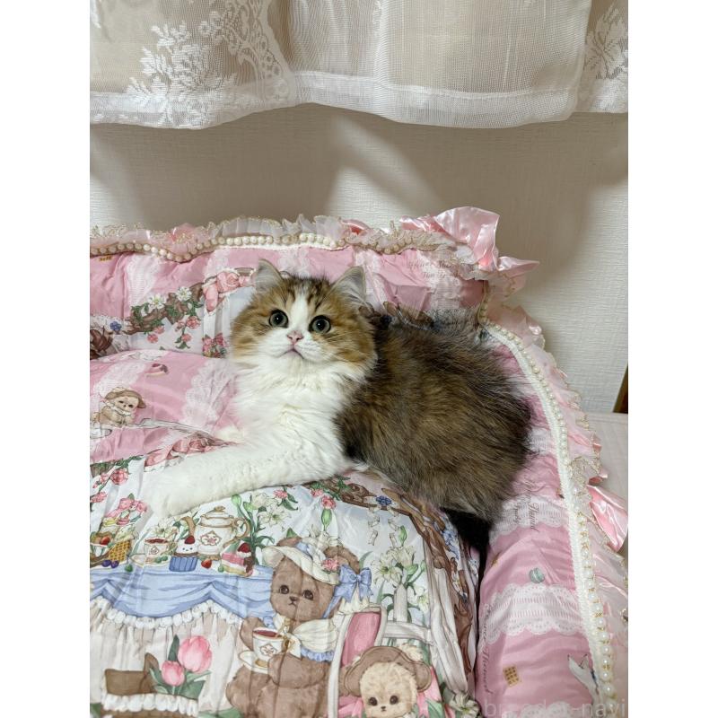 販売中の大阪府のミヌエット-121884の5枚目