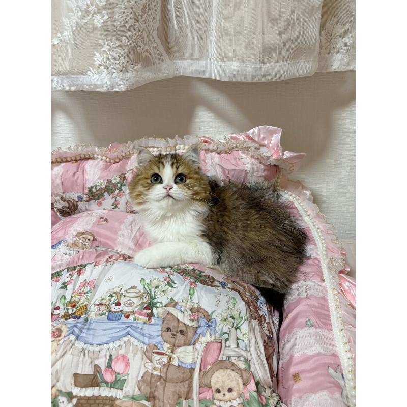 販売中の大阪府のミヌエット-121884の2枚目