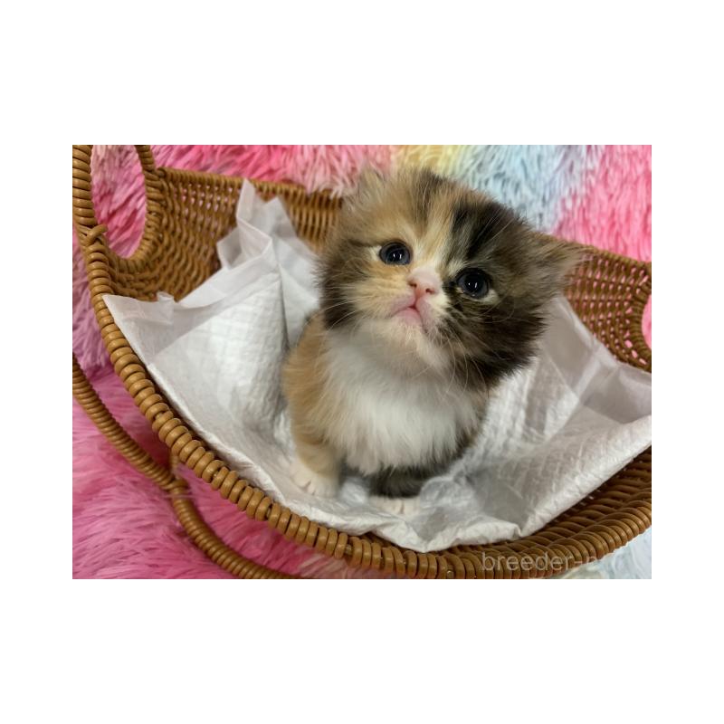 販売中の大阪府のスコティッシュフォールド-125229の4枚目