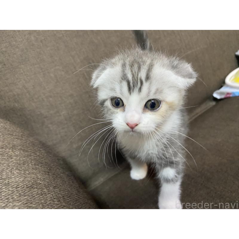成約済の福岡県のスコティッシュフォールド-123512の1枚目