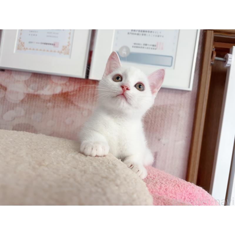 販売中の千葉県のマンチカン-122090の2枚目