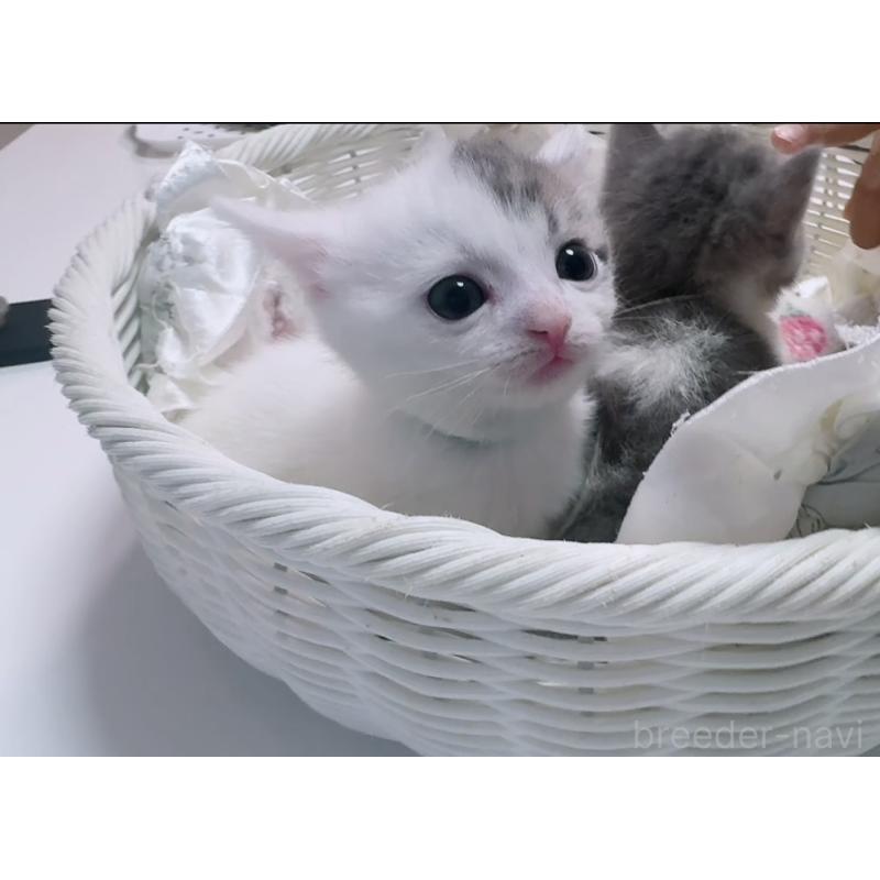 販売中の京都府のマンチカン(短足)-125245の4枚目