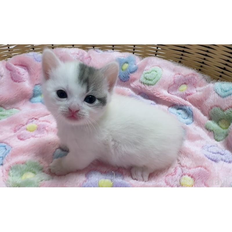 販売中の京都府のマンチカン(短足)-125245の2枚目