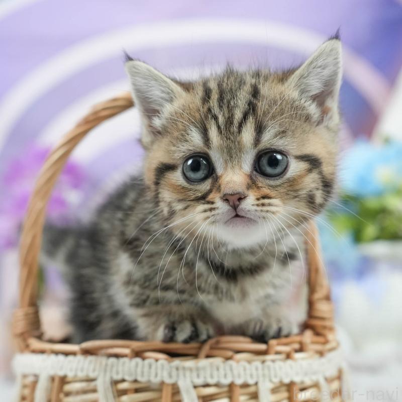販売中の茨城県のマンチカン(短足)-125250の1枚目