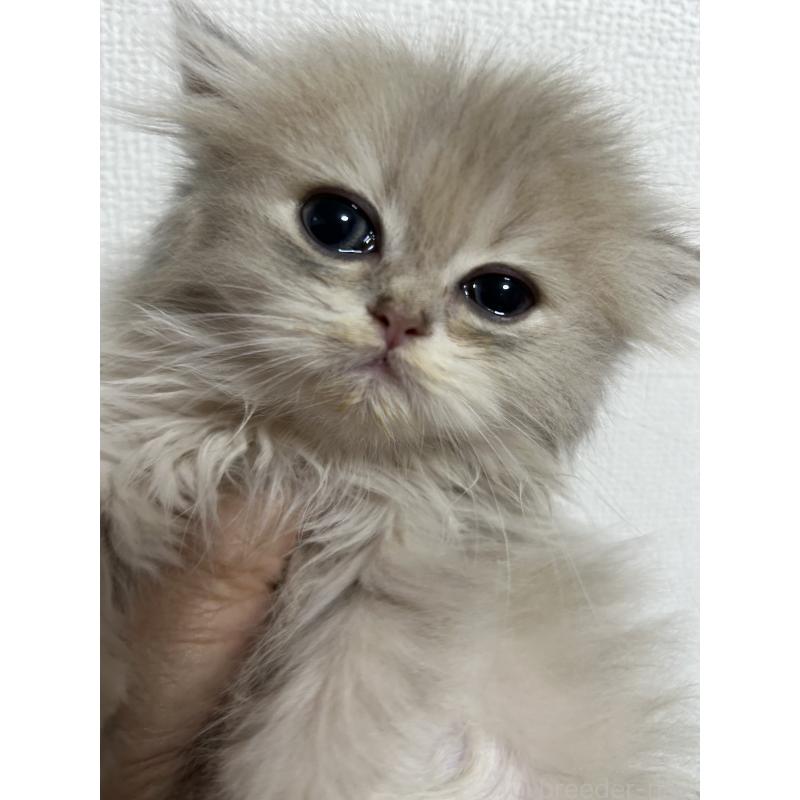 販売中の群馬県のブリティッシュロングヘア-125266の8枚目