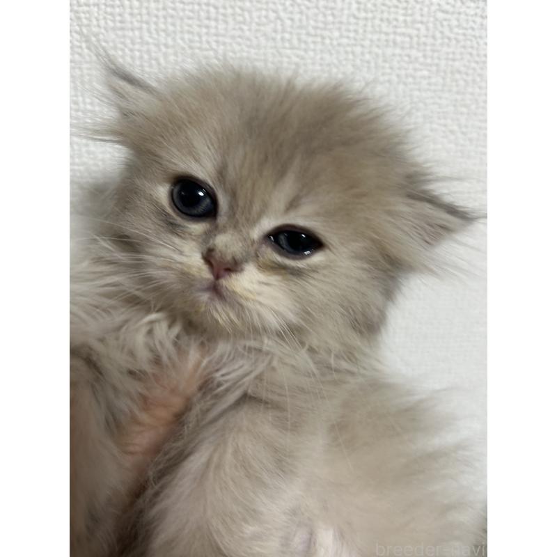 販売中の群馬県のブリティッシュロングヘア-125266の7枚目
