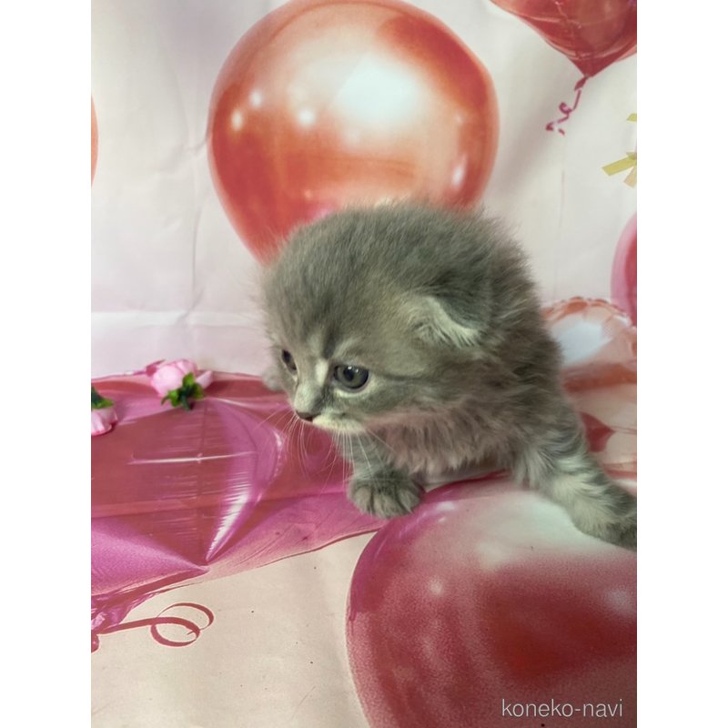 販売中の群馬県のスコティッシュフォールド(折れ耳)-125281の2枚目