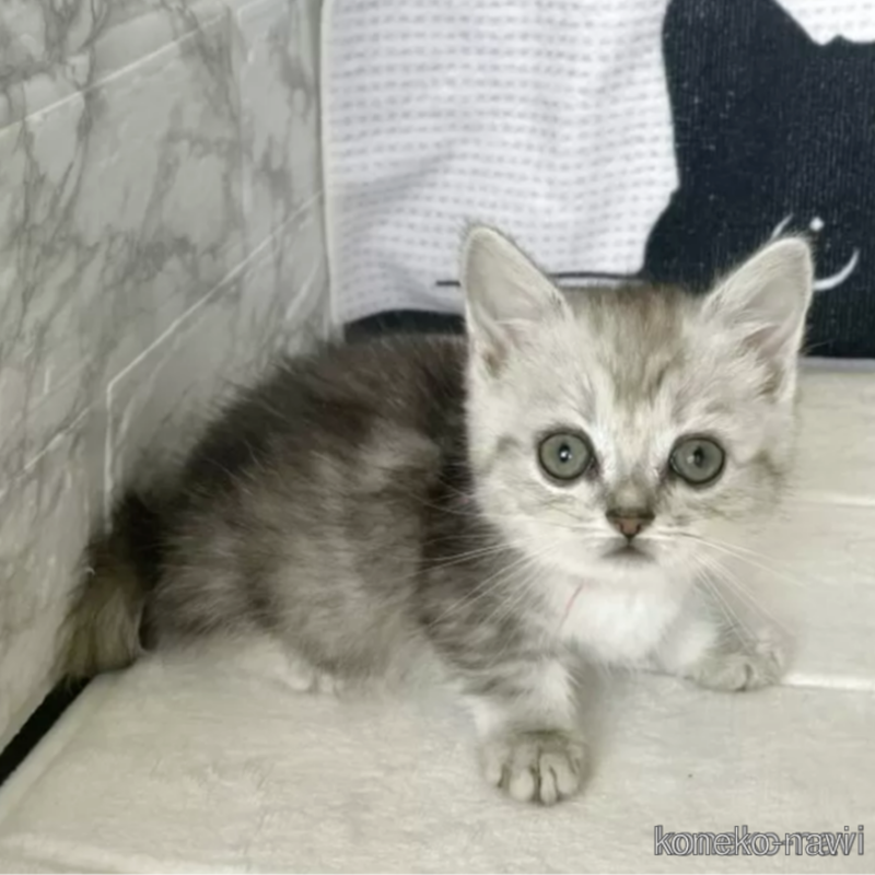 販売中の鳥取県のミヌエット(短足)-125315の1枚目