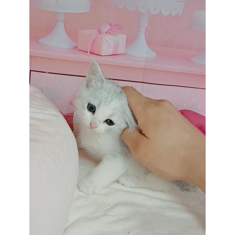 販売中の千葉県のマンチカン-125303の7枚目