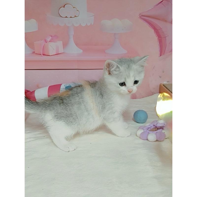 販売中の千葉県のマンチカン-125303の5枚目