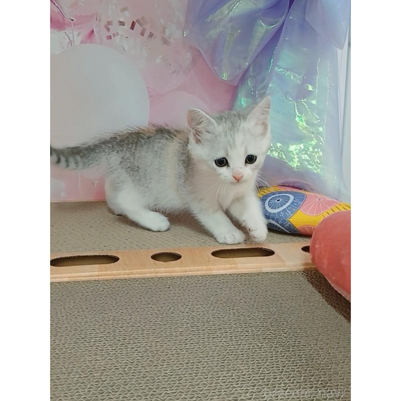 販売中の千葉県のマンチカン-125303の4枚目