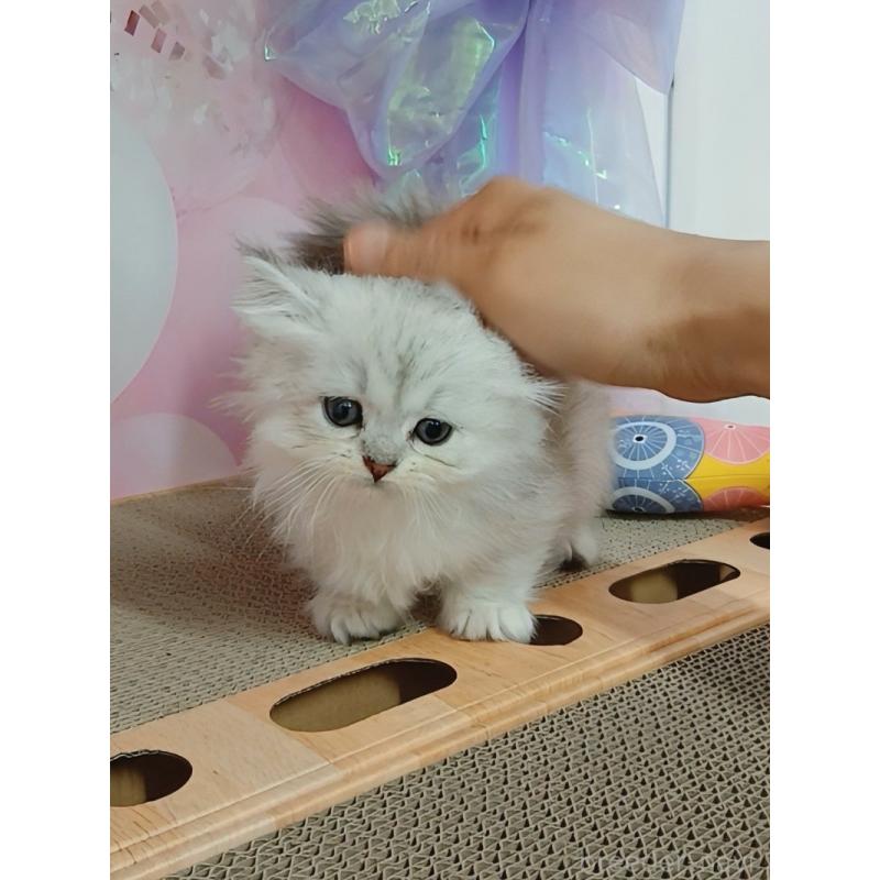 販売中の千葉県のマンチカン(短足)-125305の5枚目