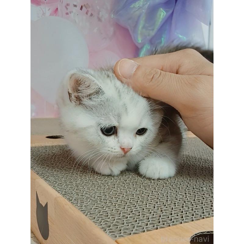 販売中の千葉県のマンチカン-125306の5枚目