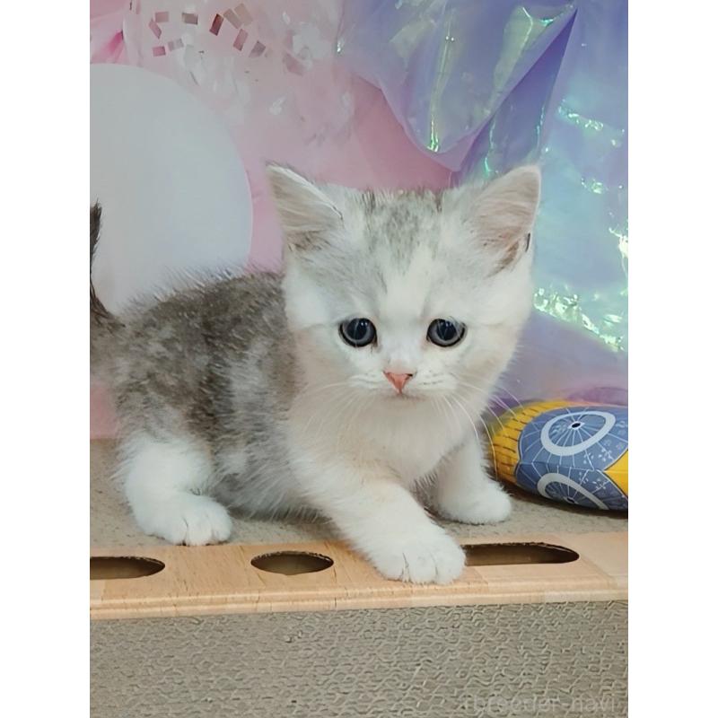 販売中の千葉県のマンチカン-125306の3枚目