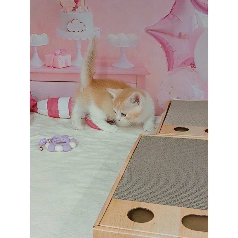 販売中の千葉県のマンチカン(短足)-125307の2枚目