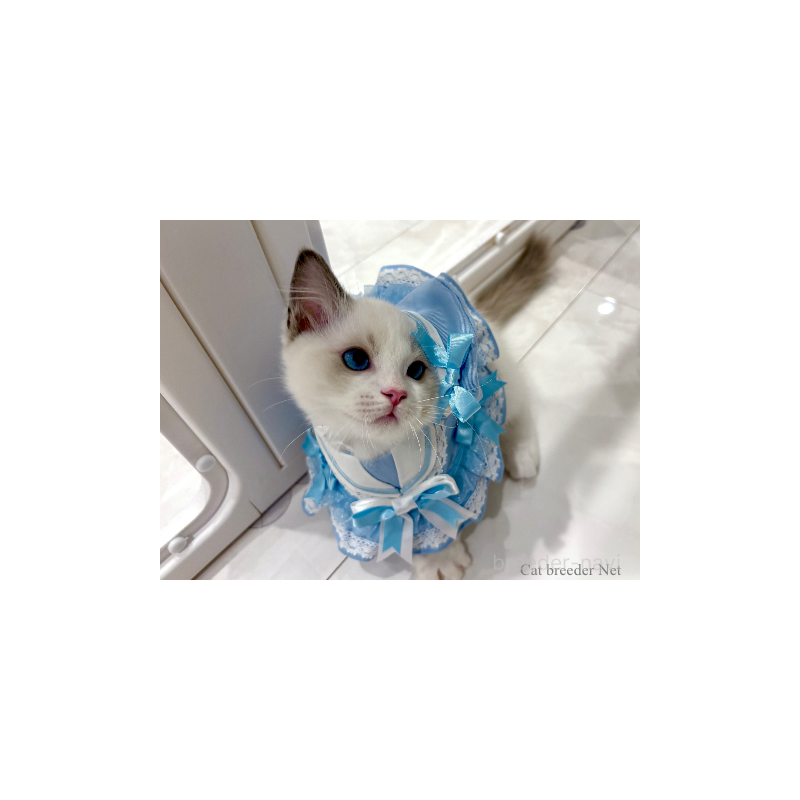 販売中の東京都のラグドール-125312の3枚目