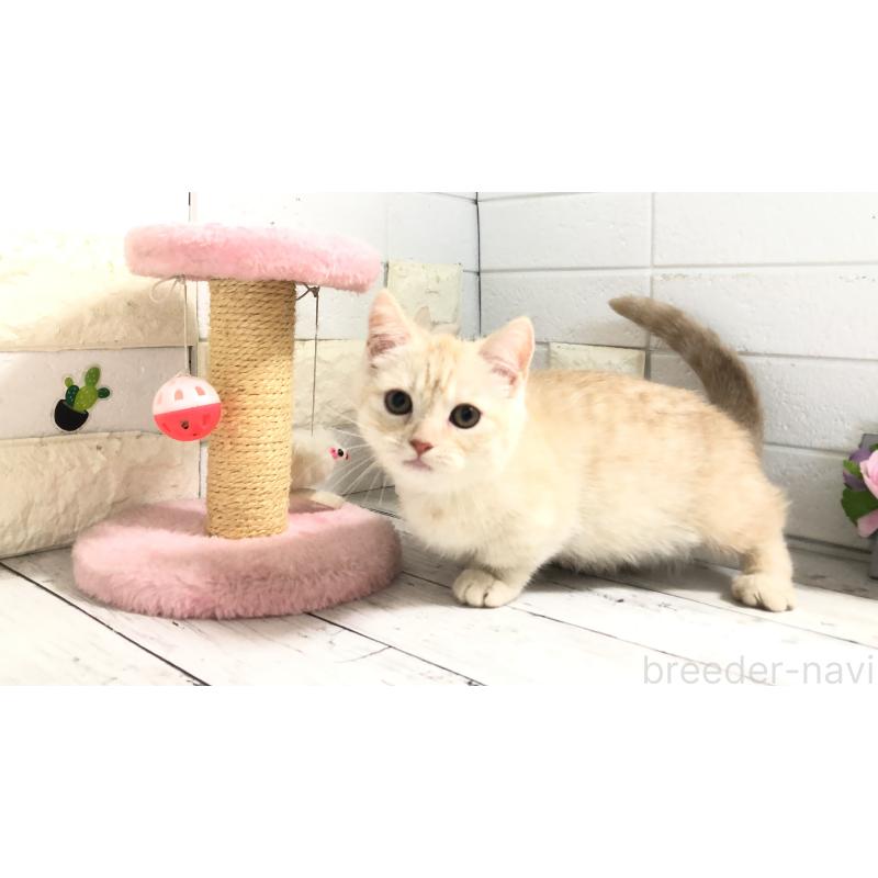販売中の埼玉県のマンチカン-110894の1枚目