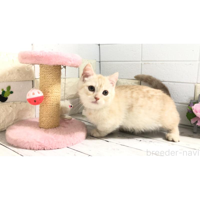 販売中の埼玉県のマンチカン-110894の7枚目