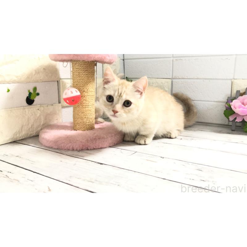 販売中の埼玉県のマンチカン-110894の5枚目