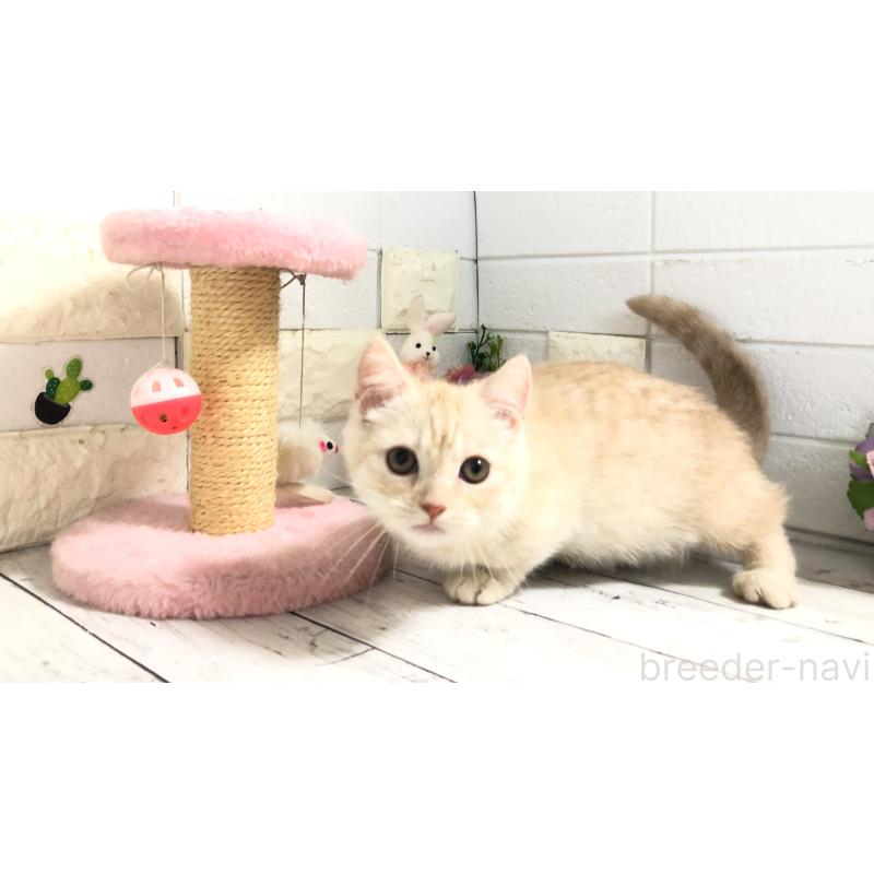 販売中の埼玉県のマンチカン-110894の4枚目