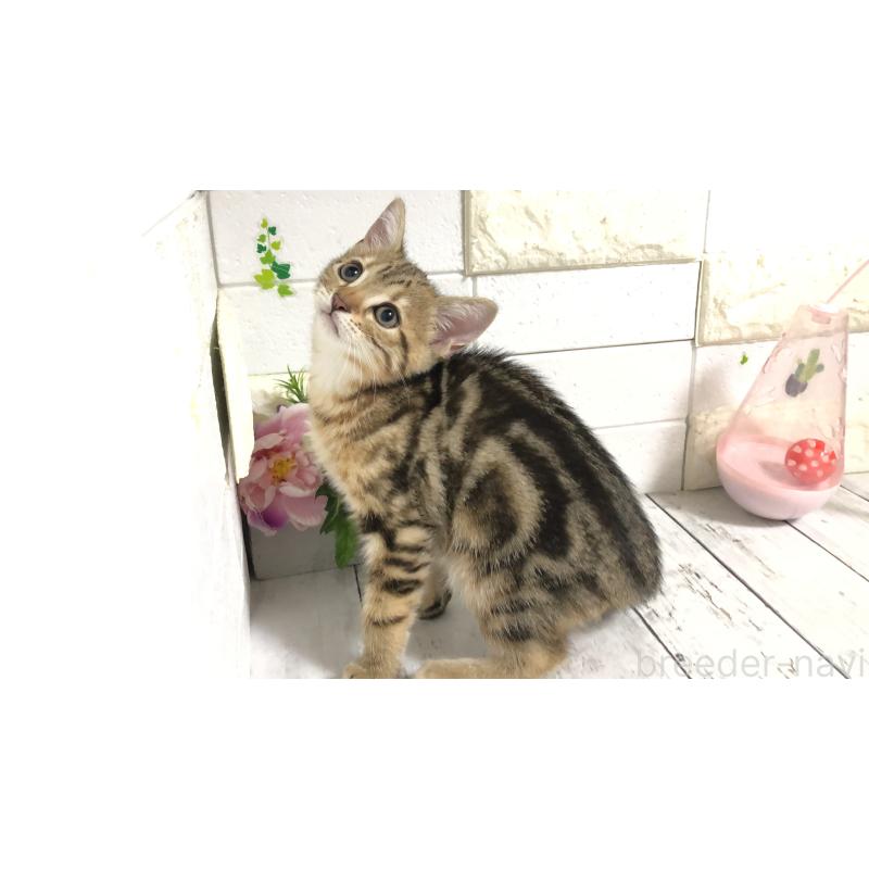 販売中の埼玉県のマンチカン-119356の3枚目