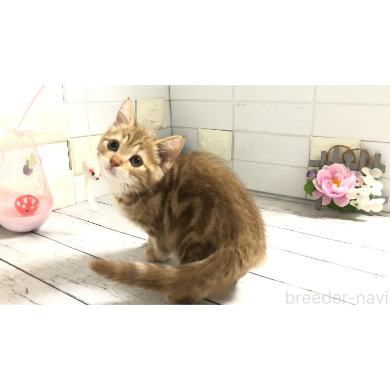 販売中の埼玉県のマンチカン-119359の7枚目