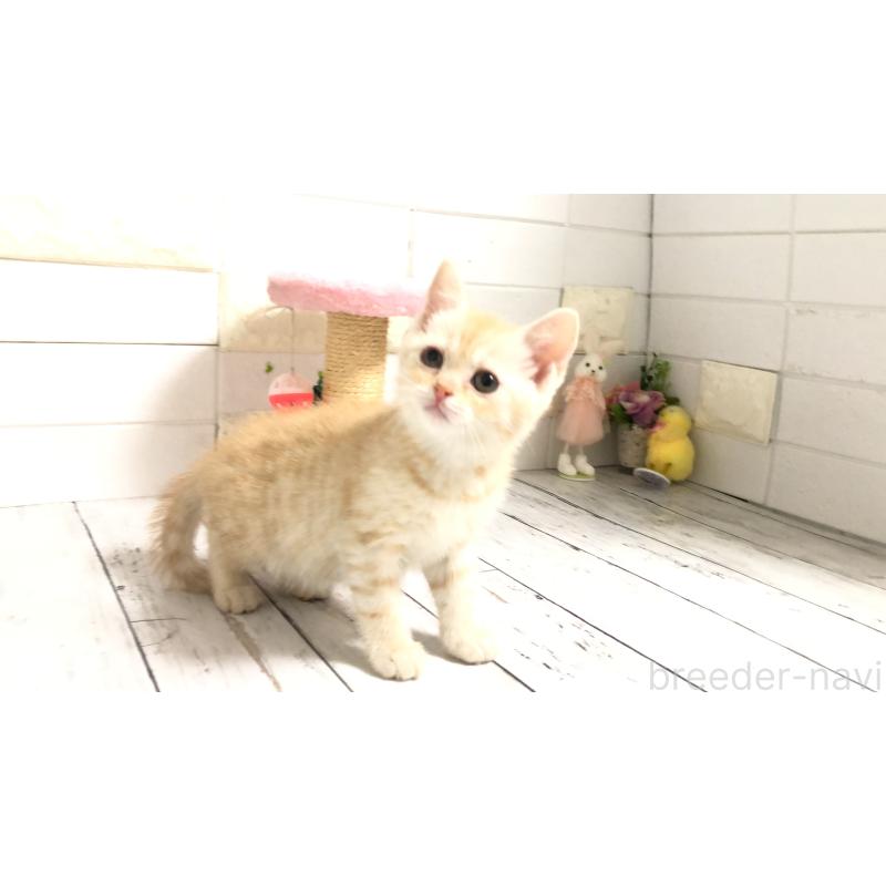 販売中の埼玉県のマンチカン-114855の4枚目