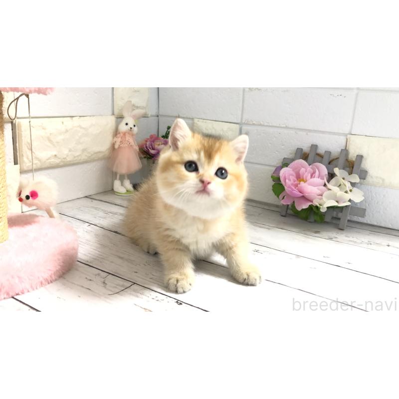 販売中の埼玉県のブリティッシュショートヘア-112664の1枚目