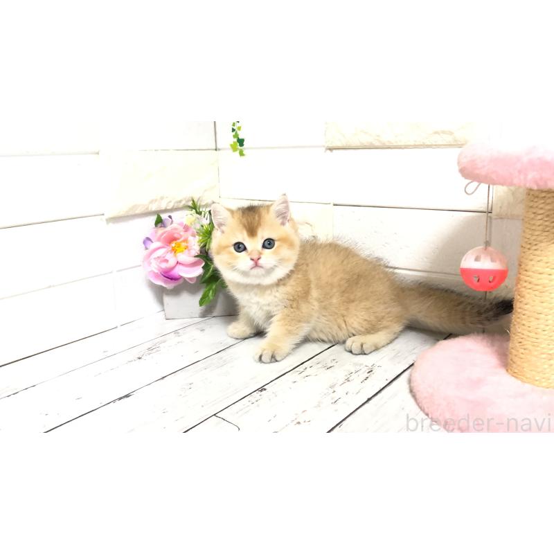 販売中の埼玉県のブリティッシュショートヘア-112664の11枚目