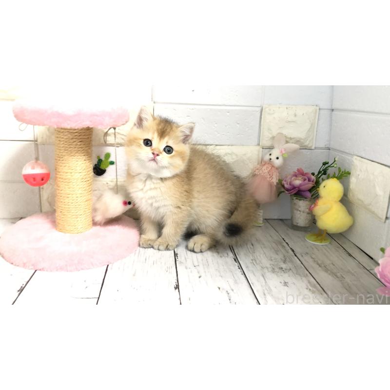 販売中の埼玉県のブリティッシュショートヘア-112672の1枚目
