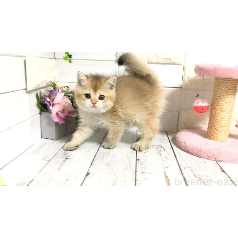 販売中の埼玉県のブリティッシュショートヘア-112672の11枚目