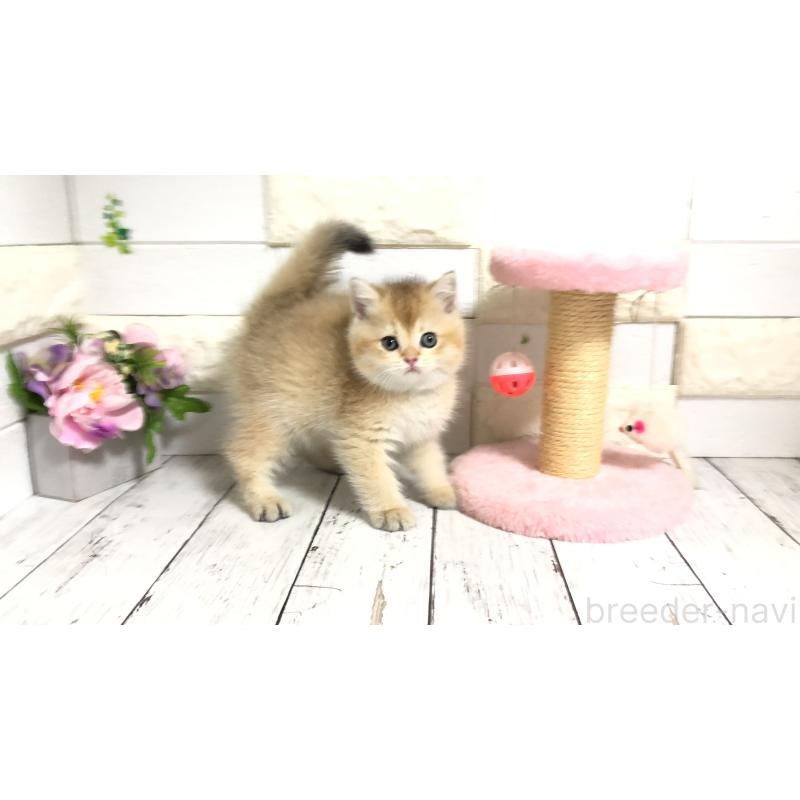 販売中の埼玉県のブリティッシュショートヘア-112672の5枚目