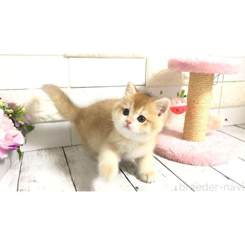 販売中の埼玉県のブリティッシュショートヘア-112670の1枚目